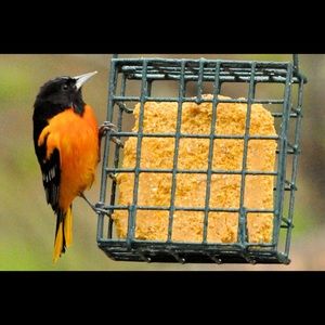 🎉HP EVERYTHING PETS🎉 Scotts Songbird bird feeder GREAT FOR BIRD LOVERS!